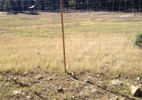 A fence on a meadow