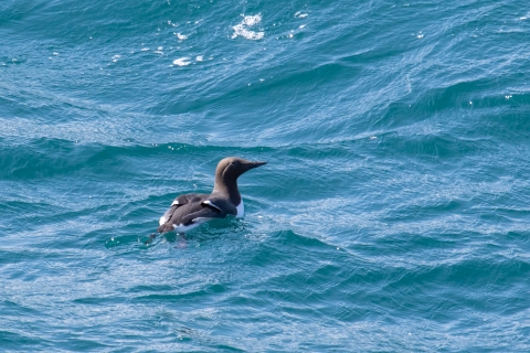 a common murre swims in the ocean