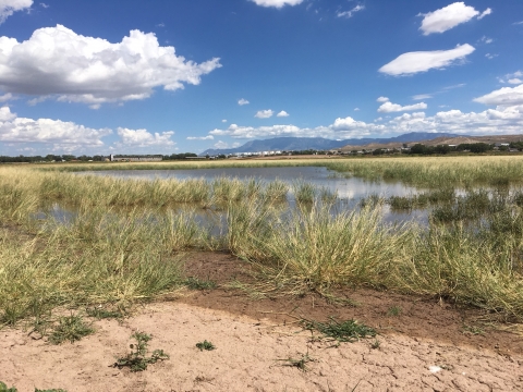 A wetland in a field