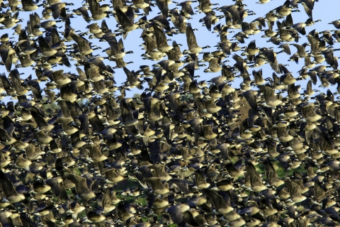 Canada Geese Taking Off