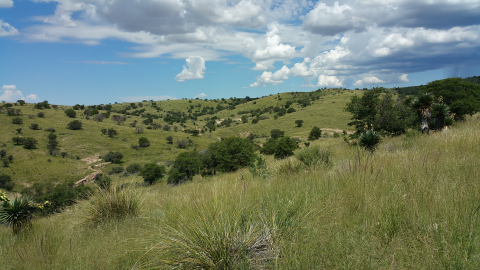 Sprawling grassland over rolling hills into woodland