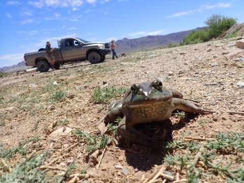 Two individuals by a pickup truck and a frog