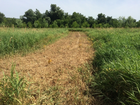 A patch of dessicated grass in a field next to green vegetation