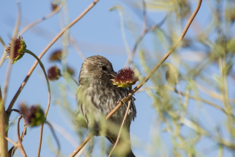 A bird perched on the stalk of a Pecos Sunflower at Bitter Lake National Wildlife Refuge eating the seeds.