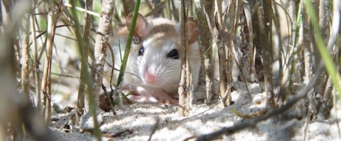 A tiny mouse peeks from grass along Florida beach.