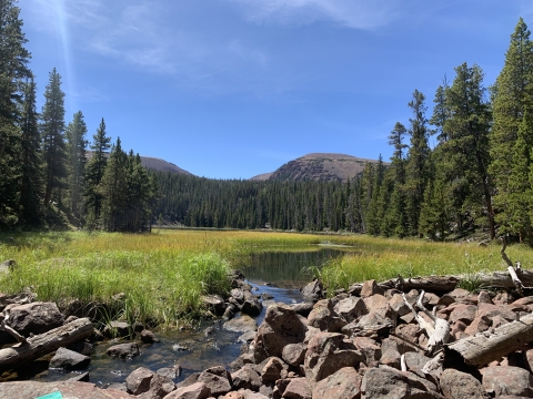 View of rocky mountain creek with large trees and mountains in the background. 