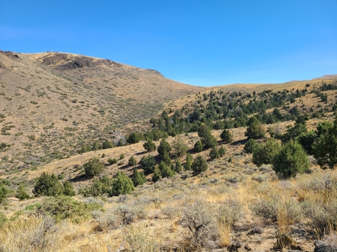 A brown rolling hill landscape can be seen in the foreground, speckled with green trees. Blue sky can be seen in the background. 