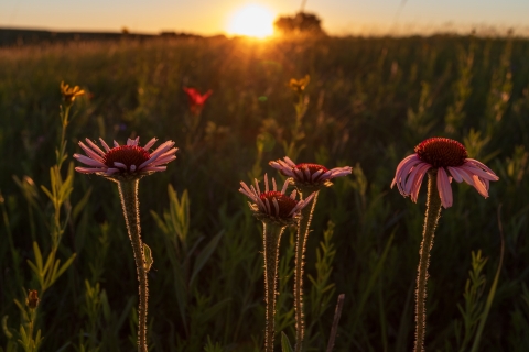 Narrow-leaved coneflower in front of a prairie sunset