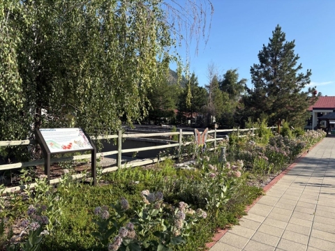 a garden full of green plants and pink milkweed flowers scattered throughout