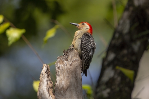 A male red-bellied woodpecker perched on a dead tree