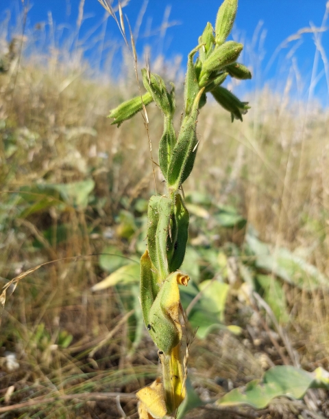 A Spalding's catchfly plant in tall grass