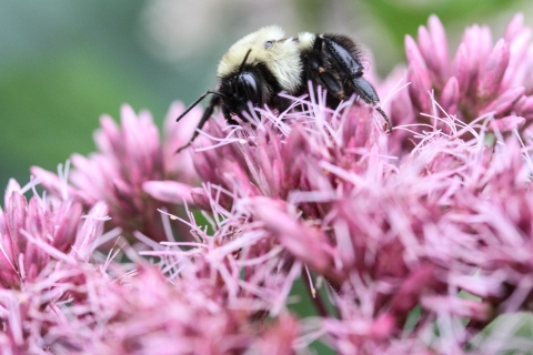 Bumble bee crawling on numerous tiny pink flowers