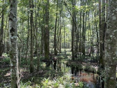 Forested wetland in Aiken County, South Carolina.