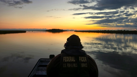 a federal wildlife officer pilots a boat in a wetland at sunrise