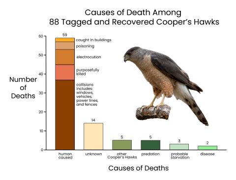 a graph showing causes of death for 88 tagged and recovered cooper's hawks with six categories: human caused (59), unknown (14), other cooper's hawk (5), predation (5), probable starvation (3), and disease (2)