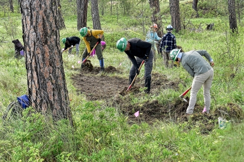 A trail crew building a new trail in the woods