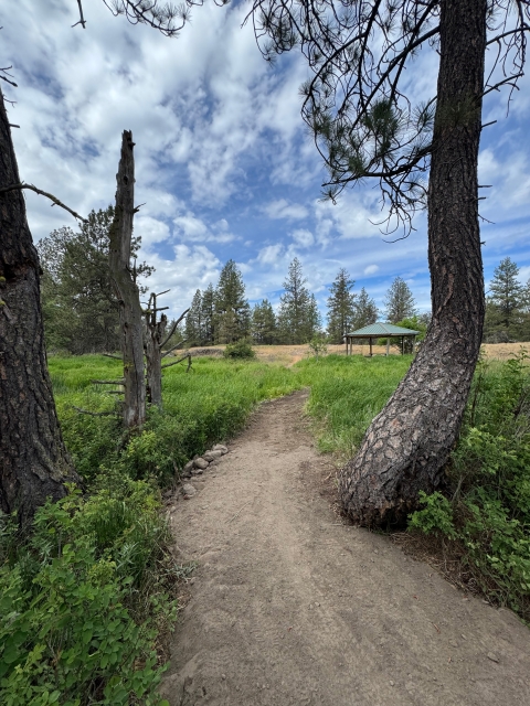 A newly constructed trail at Turnbull NWR