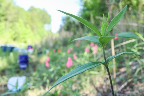 Plant with buckets and marking flags in the background