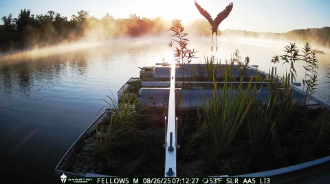 A large heron takes off from a floating platform covered in vegetation