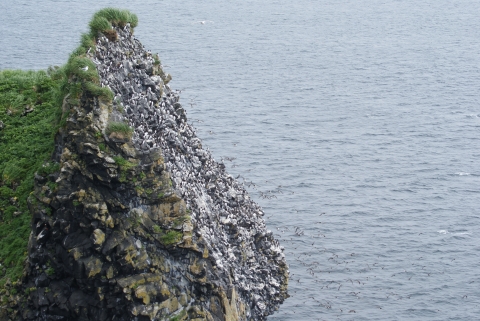 Common murre colony on a cliff at St. Lazaria Island, Alaska Maritime National Wildlife Refuge.