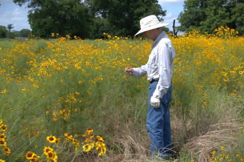 A person in a wide‑brimmed hat examines plants in a field dense with yellow wildflowers. Tall green vegetation surrounds them, and large trees line the background under a partly cloudy sky.