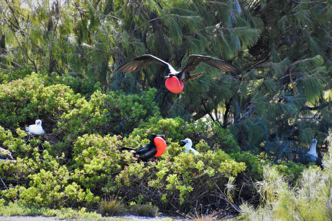 Seabirds sit on nests in low lying bushes.
