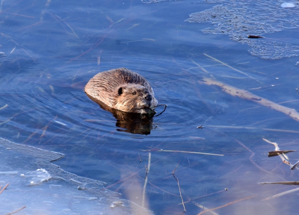 North American Beaver in the water