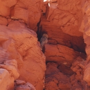 A Mexican spotted owl perched in a canyon.