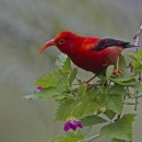 An ʻiʻiwi stands on a branch. It has bright red feathers with black wings. Its long, curved beak is open.