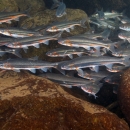 Peamouth in Abernathy Creek, Washington