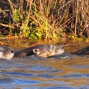 Three river otters swimming in marsh, only heads above water visible