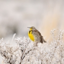 A western meadowlark perched on a snowy shrub