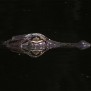 Ghost-like reflection of alligator.
