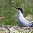 Arctic and Common Tern courtship dance