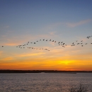 Sandhill cranes over Long Lake