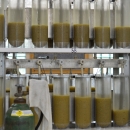 Jars of walleye eggs