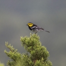 A golden-cheeked warbler perches on top of an Ashe juniper tree
