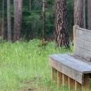 Trail bench adjacent to a loblolly pine tree amidst other tall trees.