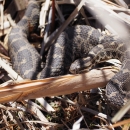 Eastern massasauga rattlesnake