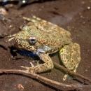An olive green frog sits partially covered by shallow water