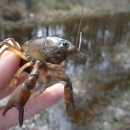 A brown crayfish in hand with small pincers and long antennae