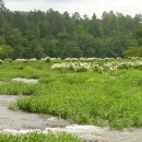 A wide view of the river with a field of Cahaba lilies.