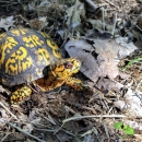 A yellow, orange and black turtle with bright red eye standing on leaf litter