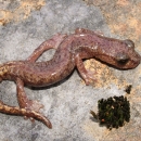 A Shasta salamander on a rock with moss