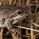 buff-colored crustacean with brown speckles on multi-colored sandy bottom of creek