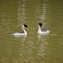 Two western grebes in the water
