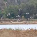 Pintail ducks in flight over Swan Lake wetland unit.