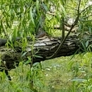 CBWS in tree 