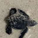 Green sea turtle at Ritidian