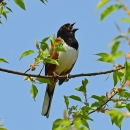 An eastern towhee singing